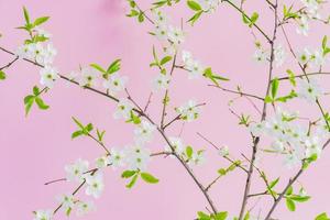 close up of blooming white cherry flovers on pink background photo