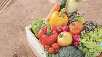 Woman farmer straw hat holding basket vegetable onion tomato salad cucumber standing farmland smiling Female agronomist specialist farming agribusiness Happy Girl dressed apron cultivated wheat field video