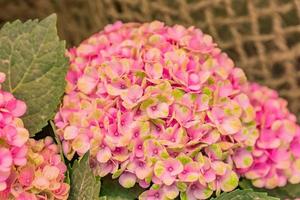 beautiful blooming pink hydrangea flowers on cord fishnet background with copy space photo