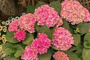 beautiful blooming pink hydrangea flowers on cord fishnet background with copy space photo