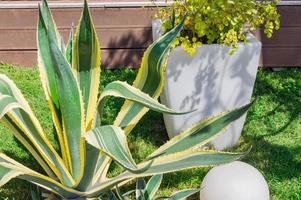 Clsoe up of American agave striped growing the garden photo