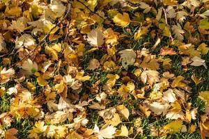 Colorful autumn leaves on a grass. Seasonal background photo