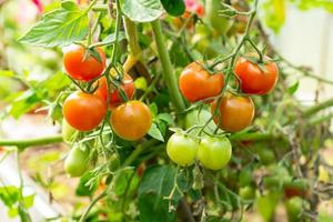 green and red tomatoes grow in the vegetable garden. New harvest in vegetable garden. photo