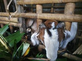 Goat eats grass in its own cage photo