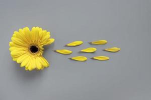 Demonstrating trendy colors 2021 - Gray and Yellow. Beautiful gerbera flowers on grey background with copy space photo