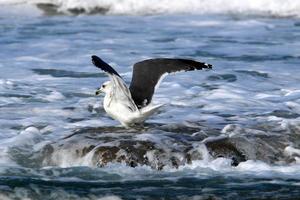 A seagull sits on the shore of the Mediterranean Sea. photo