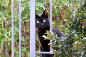 el gato doméstico es un mamífero de la familia de los felinos del orden carnivora. foto