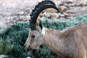 las cabras viven en una reserva natural en el desierto de negev. foto