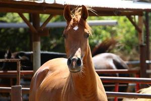 Domestic horses at a stable in Israel. photo