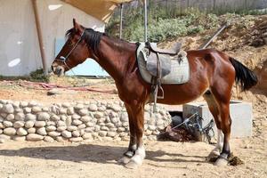 caballos domésticos en un establo en israel. foto