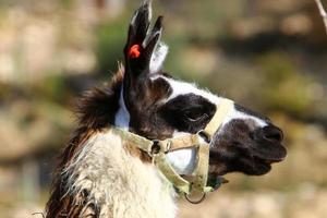 alpacas en una granja en el desierto de negev. foto