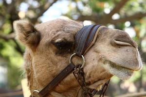 un camello jorobado vive en un zoológico en israel. foto