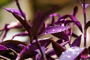 Dew drops on the purple foliage of Setcreasea purpurea, succulent. Selective focus photo