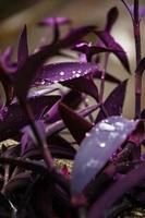gotas de rocío sobre el follaje púrpura de setcreasea purpurea, suculento. enfoque selectivo