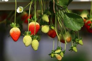 Strawberries grow on a kibbutz in Israel. photo