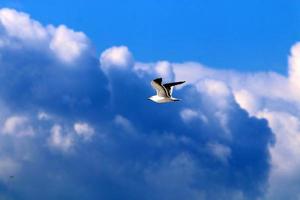 Birds in the sky over the Mediterranean Sea. photo