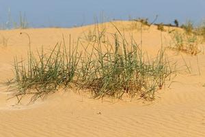 Green plants and flowers grow on the sand in the desert. photo