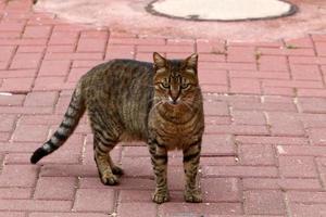 The domestic cat is a mammal of the cat family of the carnivora order. photo