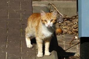 The domestic cat is a mammal of the cat family of the carnivora order. photo