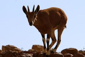 las cabras viven en una reserva natural en el desierto de negev. foto