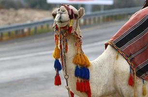 un camello jorobado vive en un zoológico en israel. foto