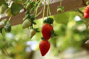 Strawberries grow on a kibbutz in Israel. photo
