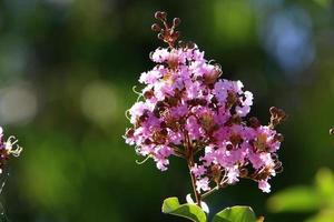 Summer flowers in a city park in northern Israel. photo