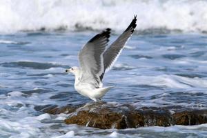 A seagull sits on the shore of the Mediterranean Sea. photo