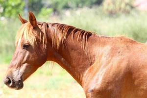 Domestic horses at a stable in Israel. photo