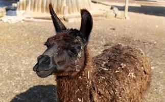 Alpacas on a farm in the Negev desert. photo