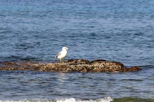 A seagull sits on the shore of the Mediterranean Sea. photo