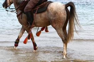 Domestic horses at a stable in Israel. photo