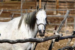 Domestic horses at a stable in Israel. photo