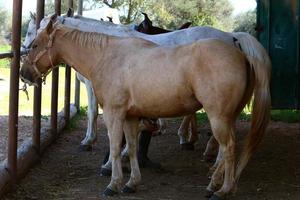 Domestic horses at a stable in Israel. photo