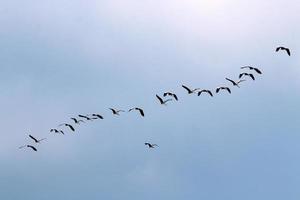 Birds in the sky over the Mediterranean Sea. photo