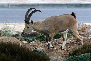 Goats live in a nature reserve in the Negev desert. photo