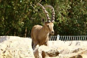 las cabras viven en una reserva natural en el desierto de negev. foto