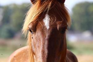 Domestic horses at a stable in Israel. photo