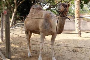 un camello jorobado vive en un zoológico en israel. foto