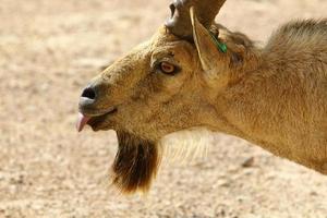 las cabras viven en una reserva natural en el desierto de negev. foto