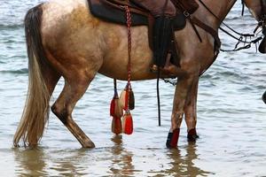 Domestic horses at a stable in Israel. photo