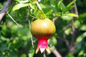 Pomegranates on a tree in a city park. photo