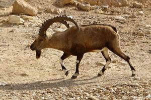 Goats live in a nature reserve in the Negev desert. photo