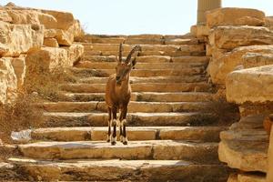 Goats live in a nature reserve in the Negev desert. photo