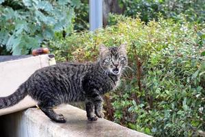 The domestic cat is a mammal of the cat family of the carnivora order. photo