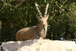 las cabras viven en una reserva natural en el desierto de negev. foto