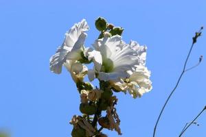 Summer flowers in a city park in northern Israel. photo