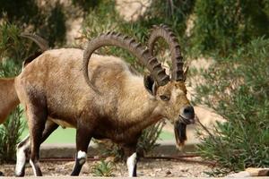 Goats live in a nature reserve in the Negev desert. photo