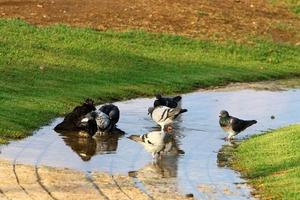 palomas salvajes en un parque de la ciudad en israel. foto