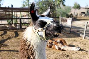 Alpacas on a farm in the Negev desert. photo